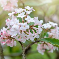 Viburnum flowers