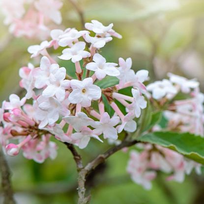 Viburnum flowers