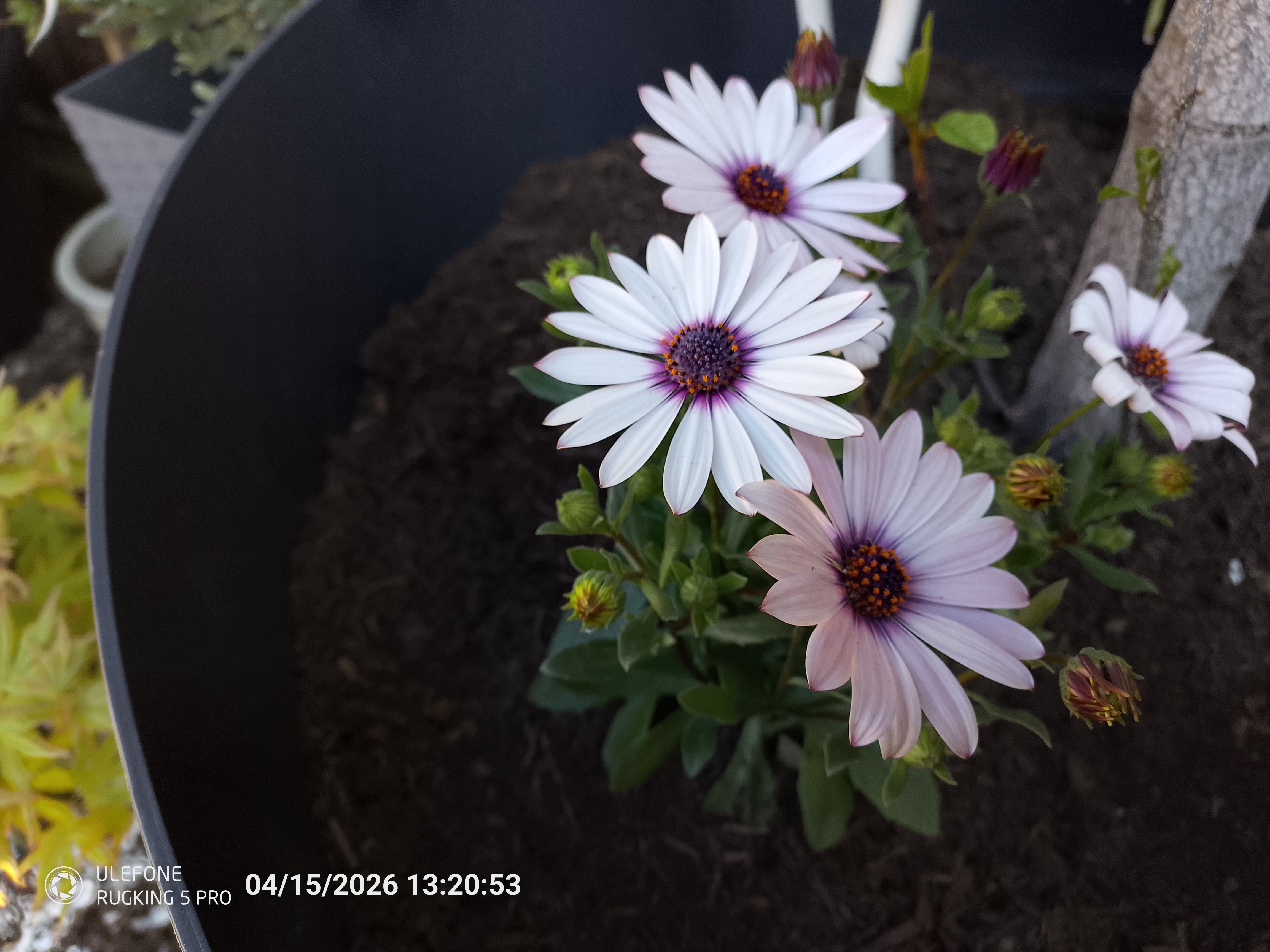 Ulefone RugKing 5 Pro Example Photos
