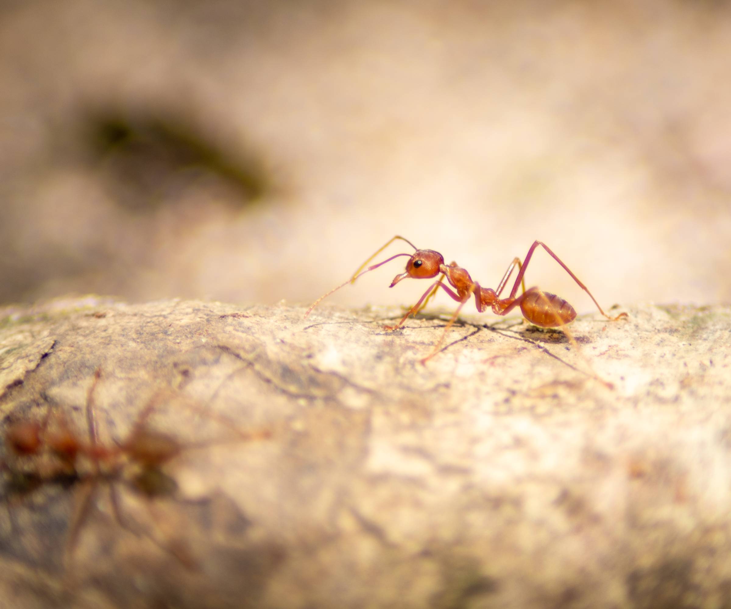 close up of a red imported fire ant