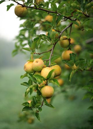 Fruit tree