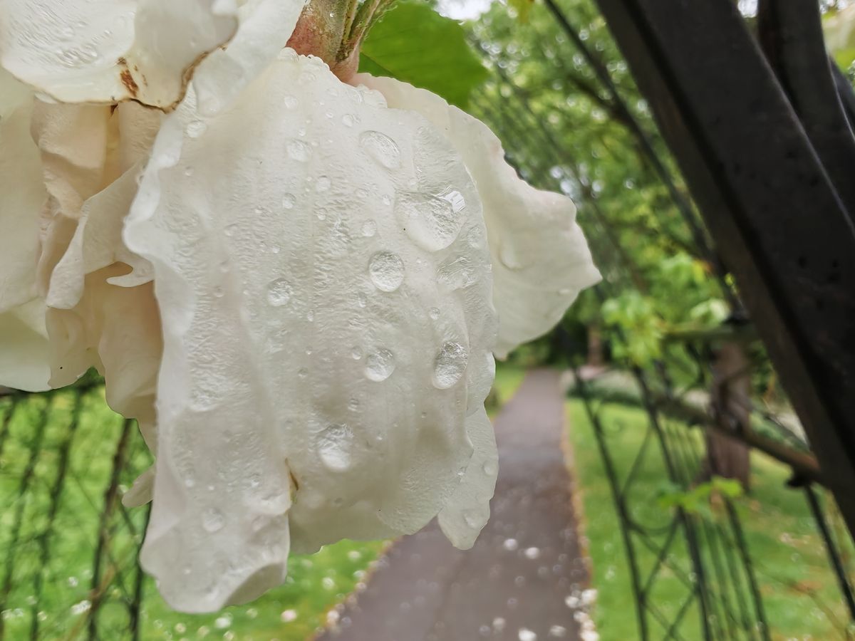 Honor 400 Pro sample images