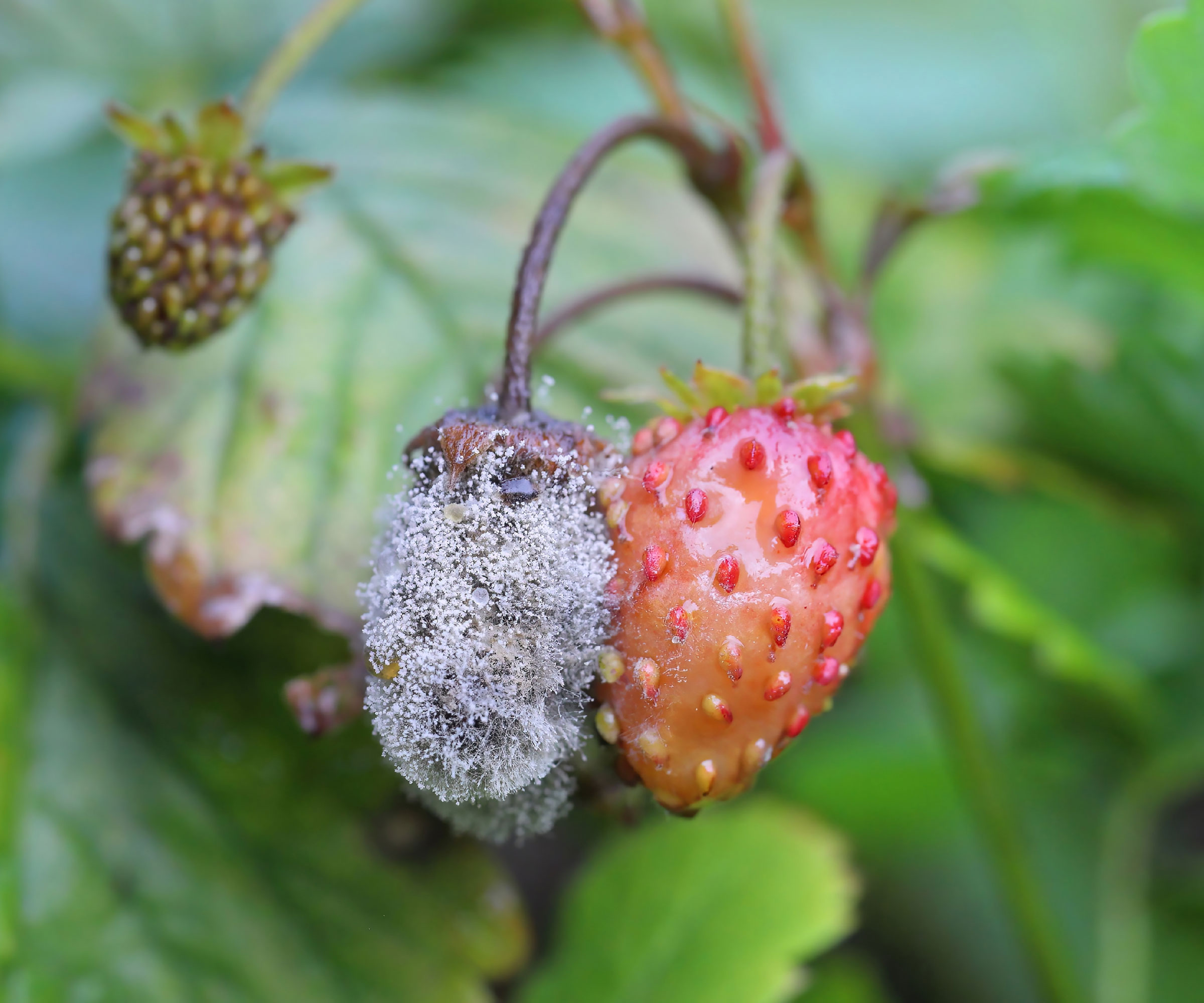 strawberry fruit showing signs of gray mold