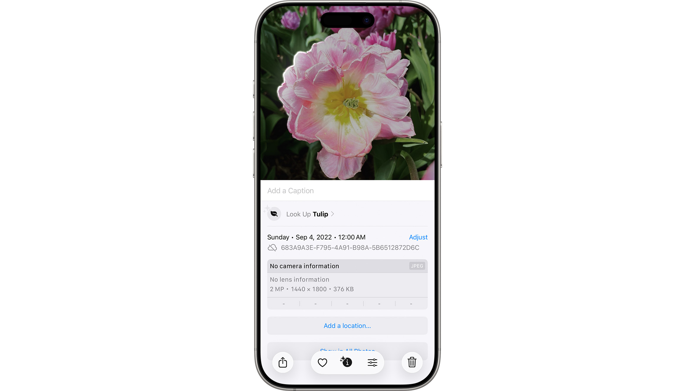 A press picture of an Apple iPhone using the AI Visual Lookup feature on a tulip flower