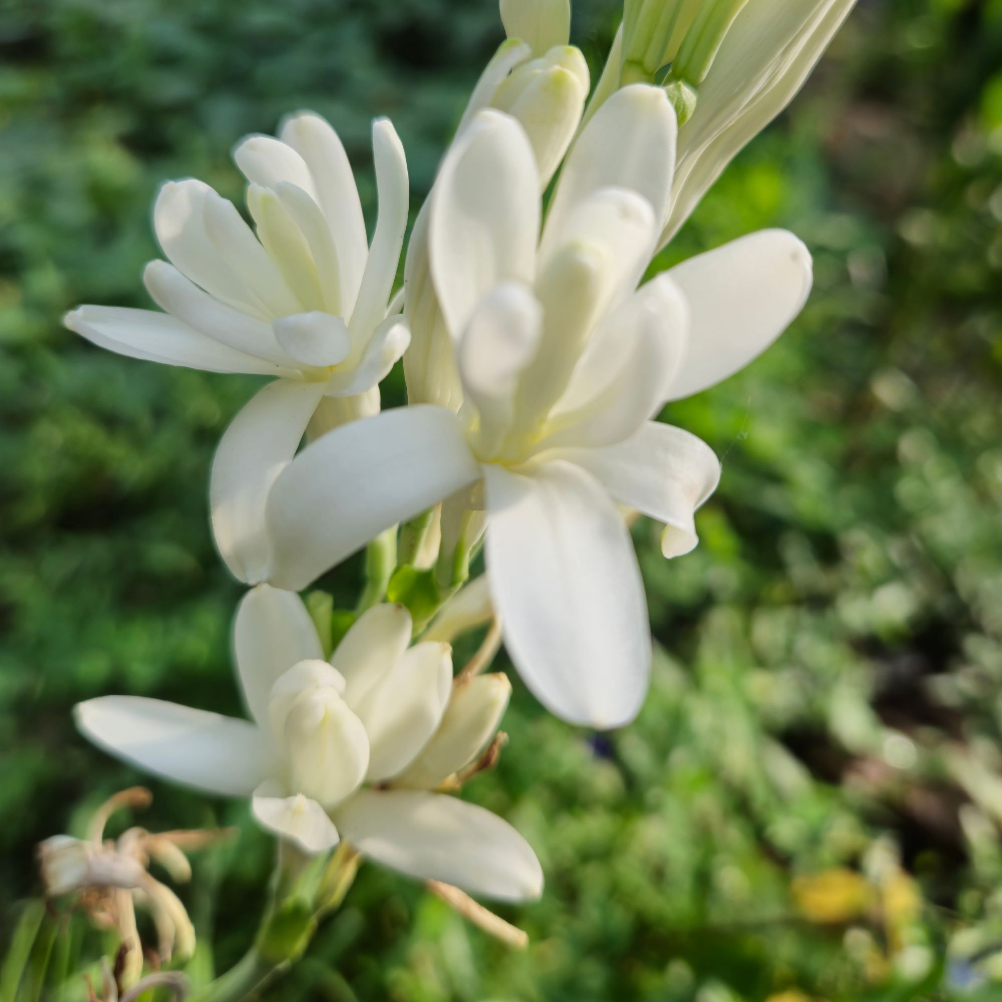 white tuberose plant