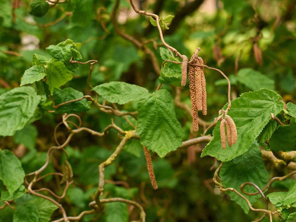 Countouring Filbert Tree Contorted Filbert Trees: Tips On Caring For A Contorted Hazelnut Tree ...