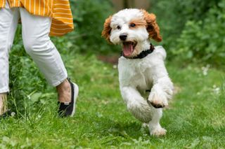 White and brown cavapoo running in a field alongside its owner