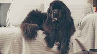 Newfoundland on sofa