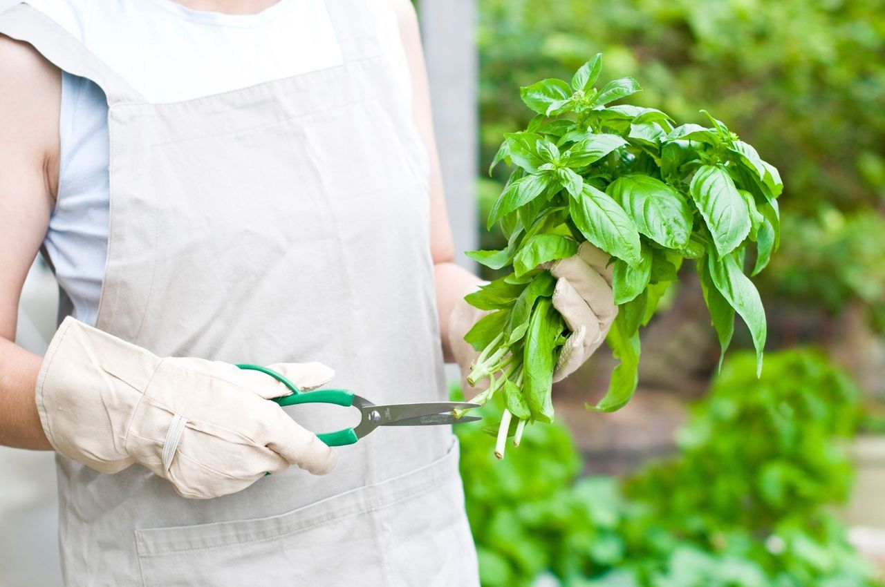 Gardener Trimming Basil Leaves