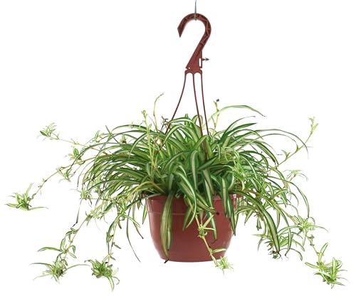 American Plant Exchange Spider Plant &amp;ndash; Live Indoor Hanging Houseplant, 8-Inch Hanging Basket &amp;ndash; Air-Purifying Chlorophytum Plant for Home, Office, and Indoor D&amp;eacute;cor