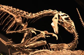 the skeleton of an Allosaurus dinosaur.