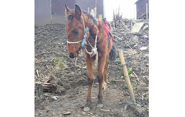 foal bit3