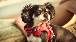 Chihuahua mixed breed dog wearing a harness 