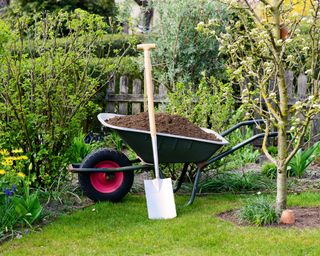 Wheelbarrow full of compost ready to use in the garden