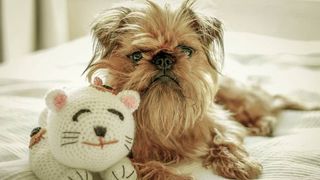 Brussels Griffon