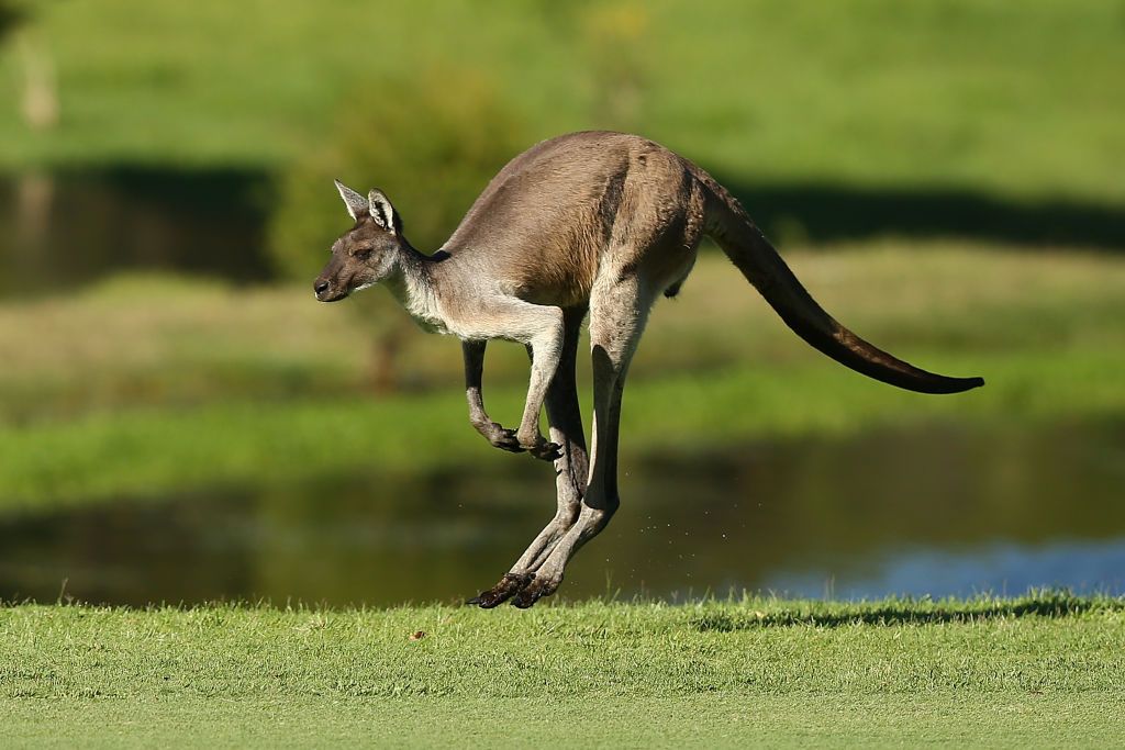 Kangaroo.