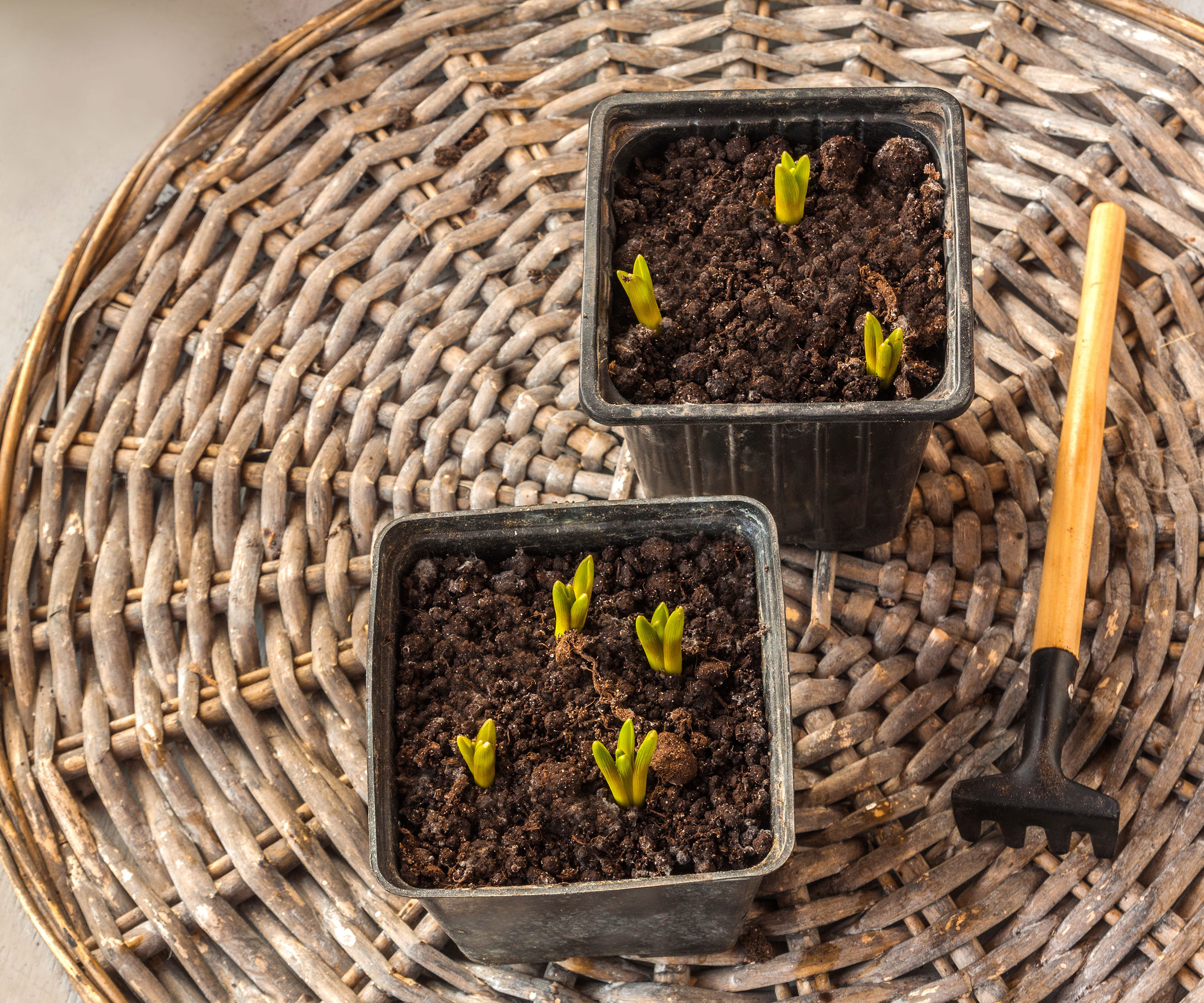 grape hyacinth seedling shoots in pots on table