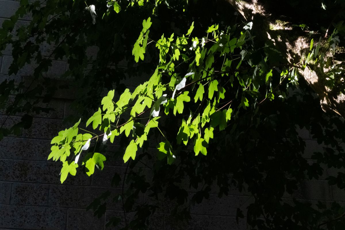 A tree's lush green leaves photographed against a bricked wall, taken on a Fujifilm X-T50