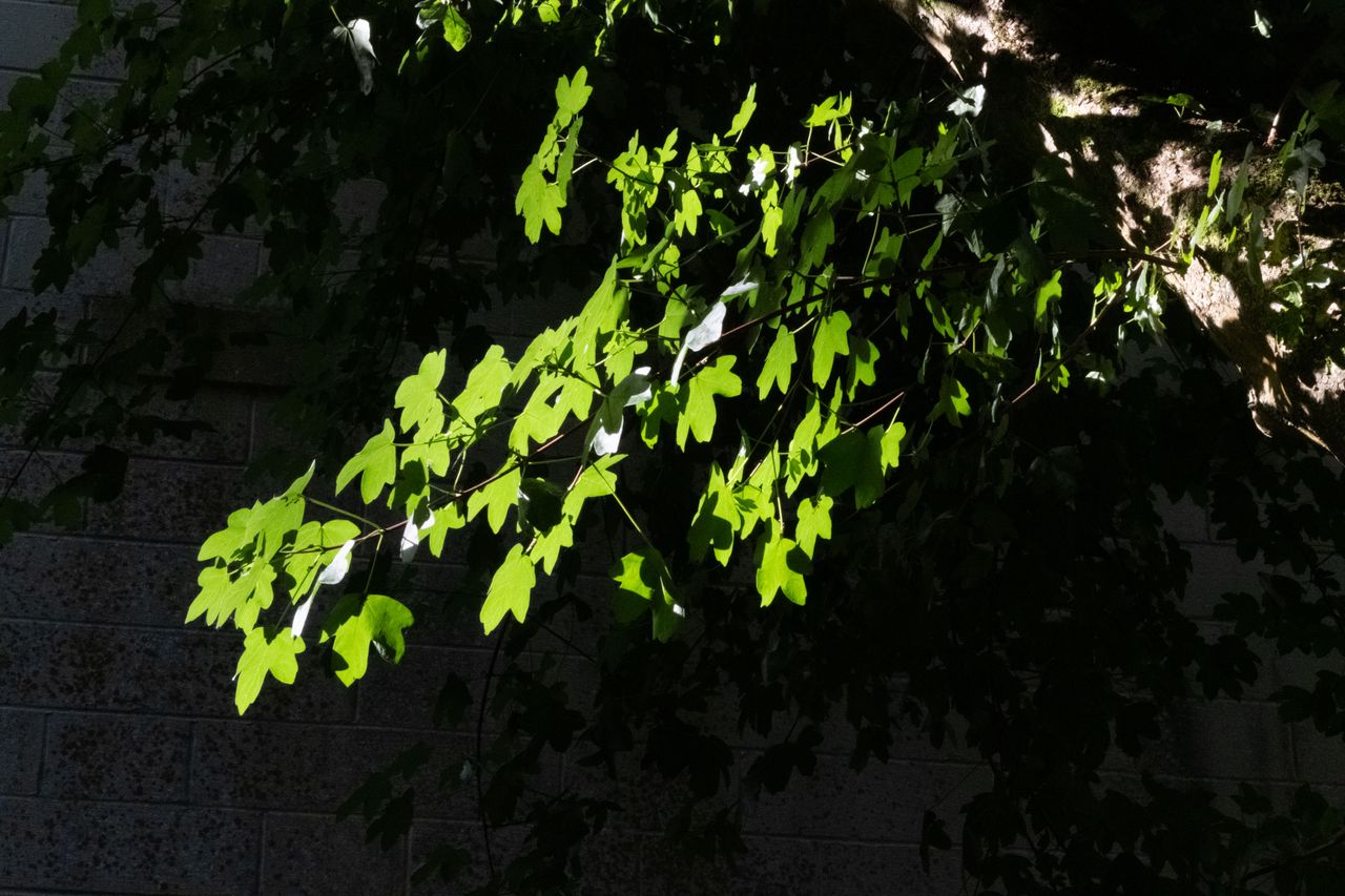 A tree's lush green leaves photographed against a bricked wall, taken on a Fujifilm X-T50