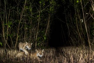 Incredible wildlife photograph wins Mangrove Photography Award