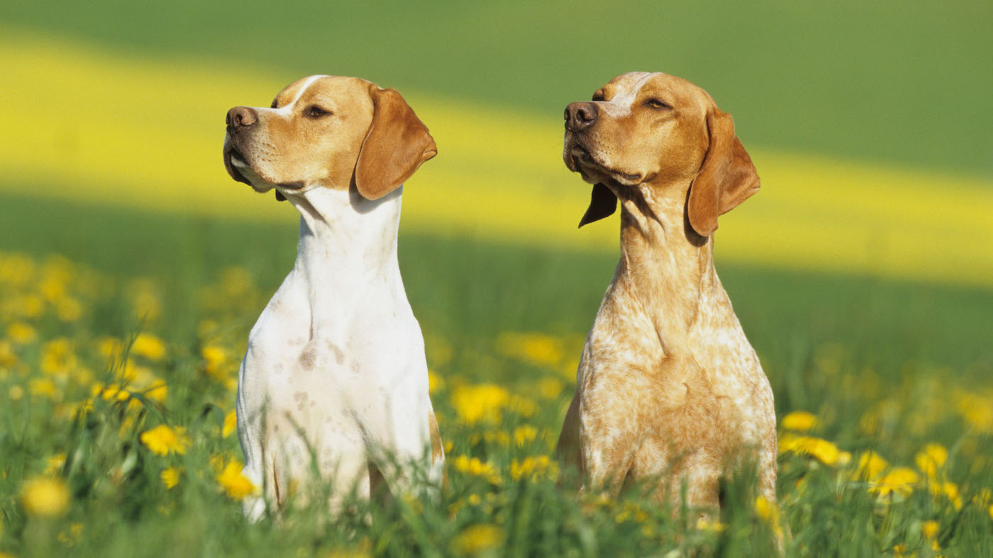 Two English pointers sitting in a flowery field