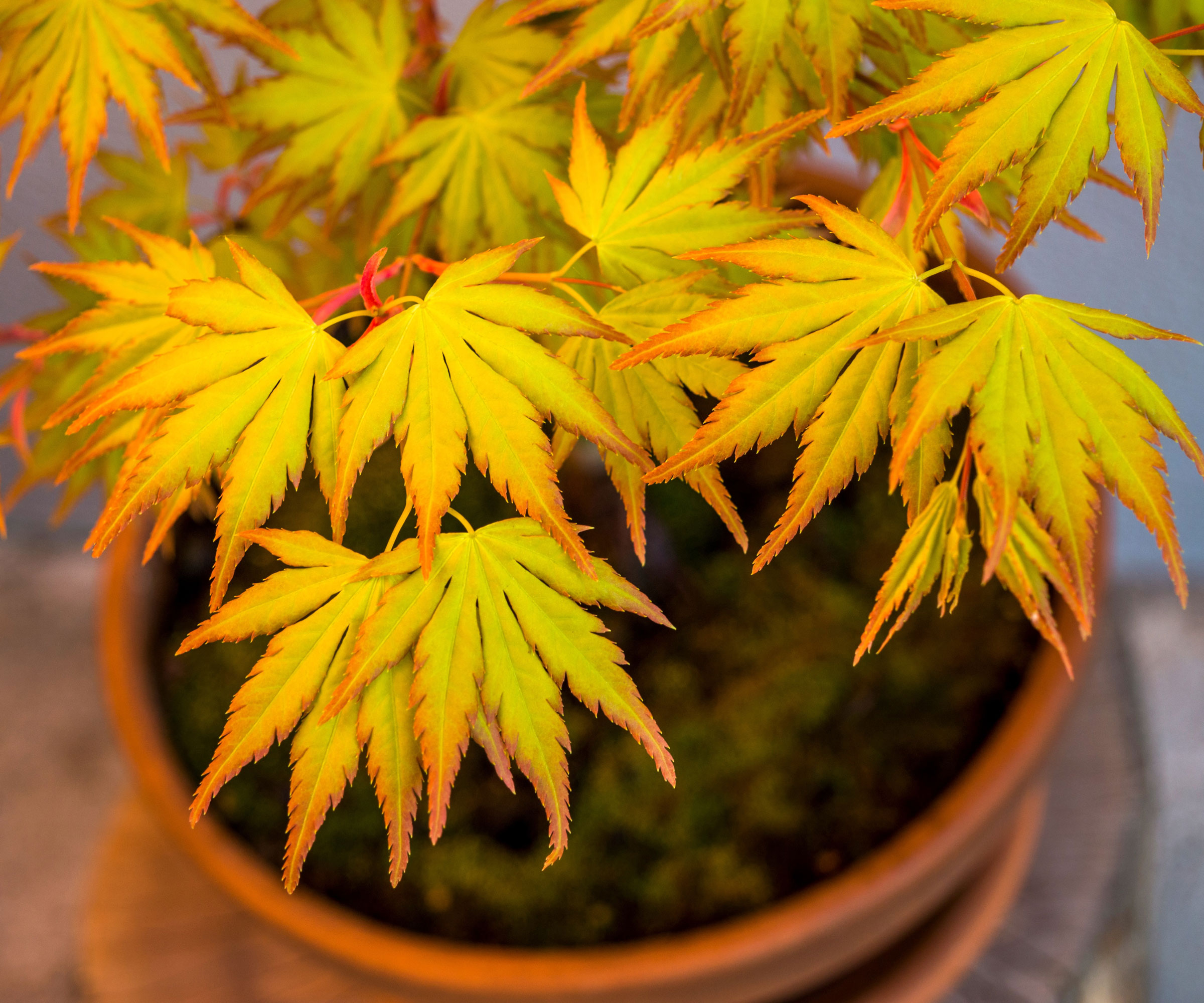 Japanese maple with gold leaves in terracotta pot
