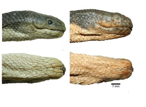 The Asian sea snake on the left; the Australian sea snake on the right. 