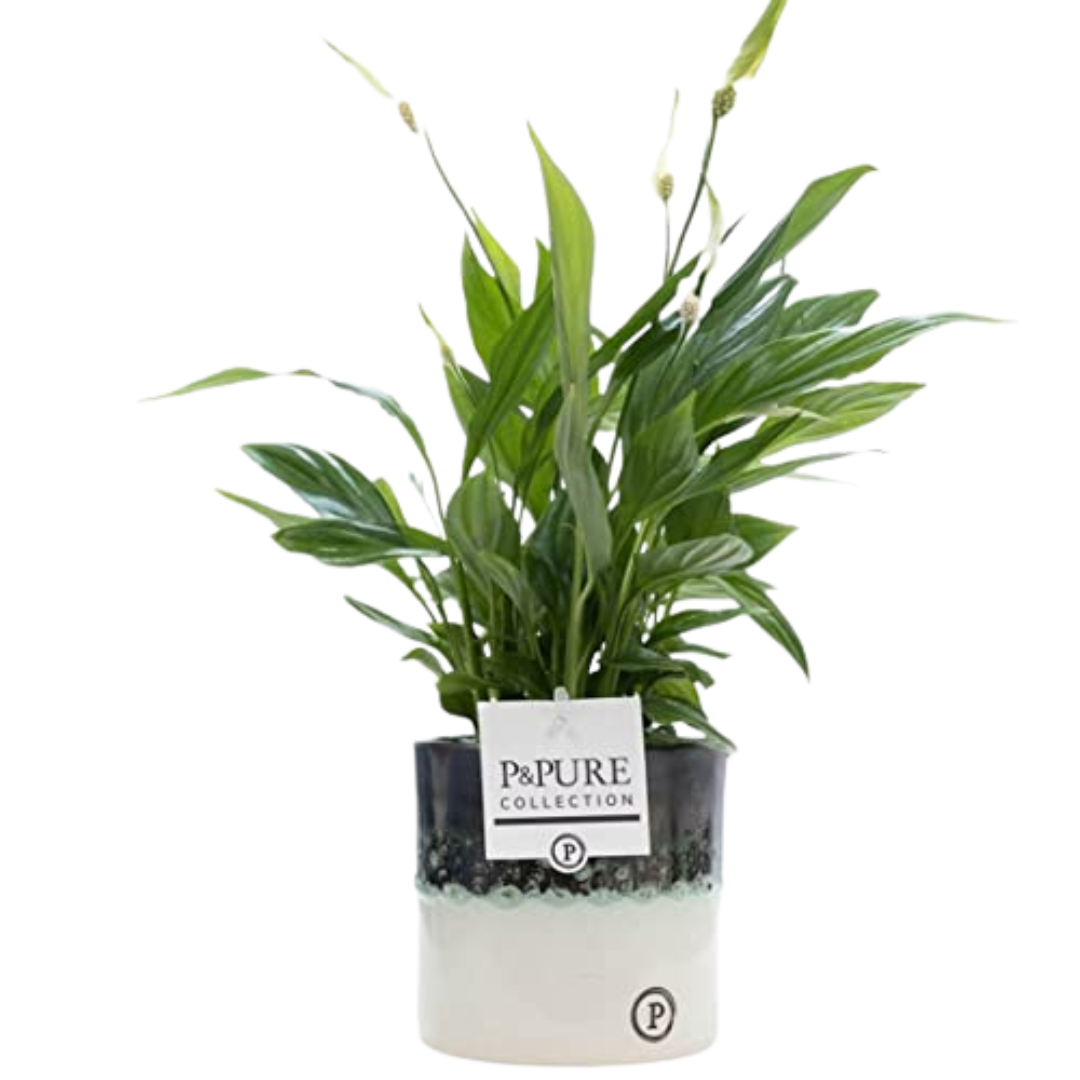 Peace Lily Plant (spathiphyllum) With Pot