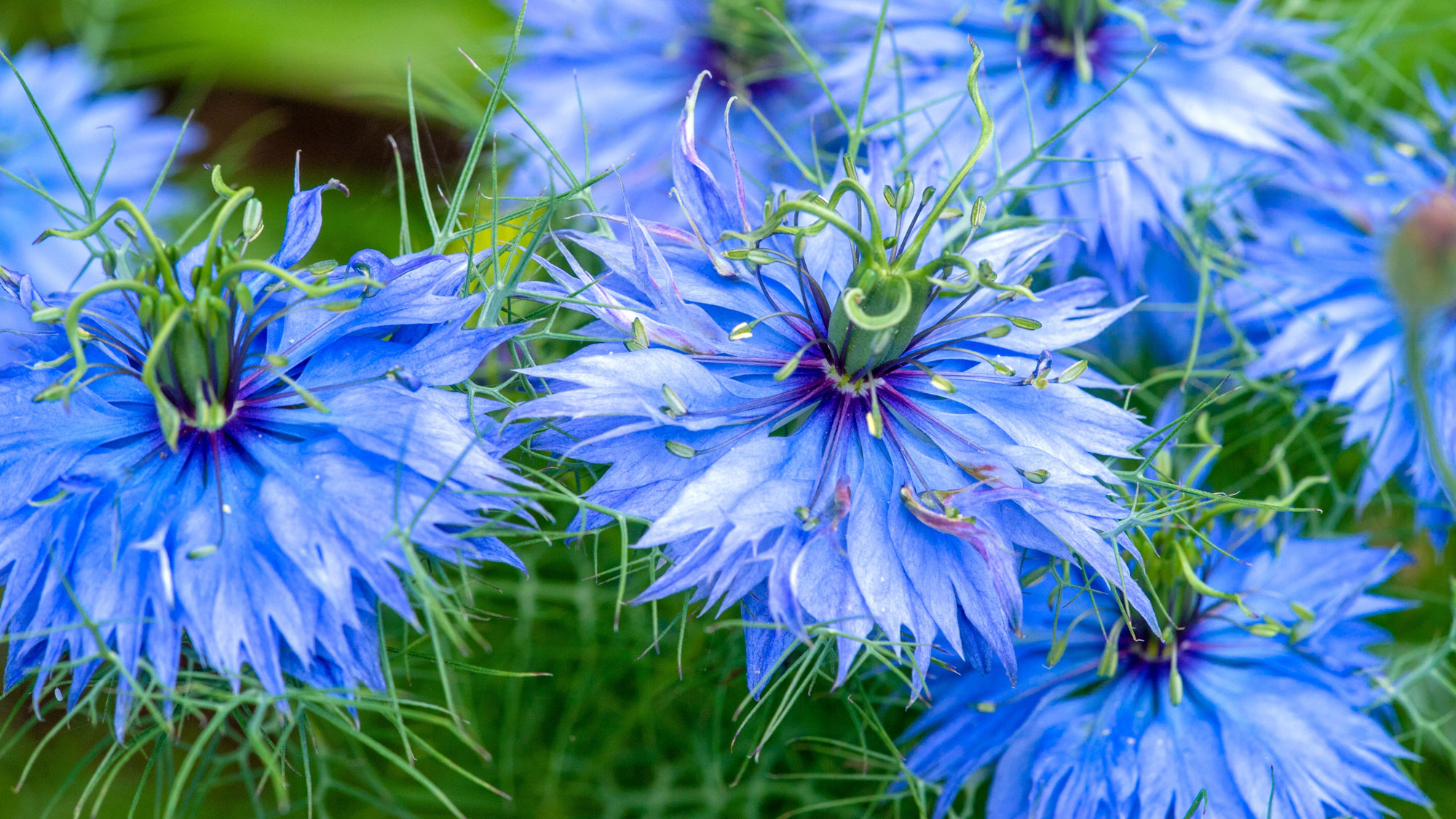nigella love-in-a-mist plants with bright blue flowers