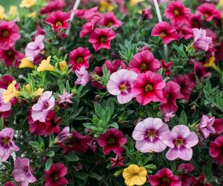 Pink, blush and yellow Calibrachoa flowers in hanging basket