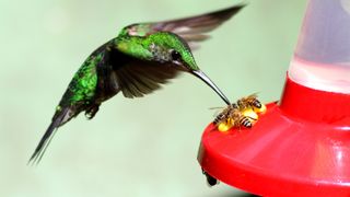 Hummingbird and bees visiting a feeder