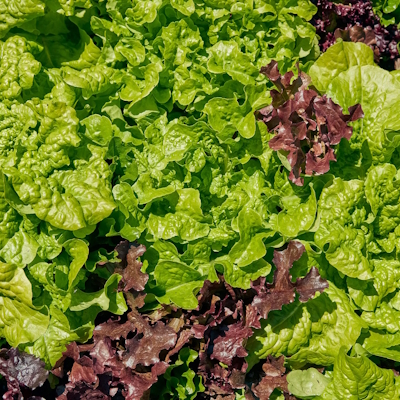 Looseleaf Blend Lettuce Seeds