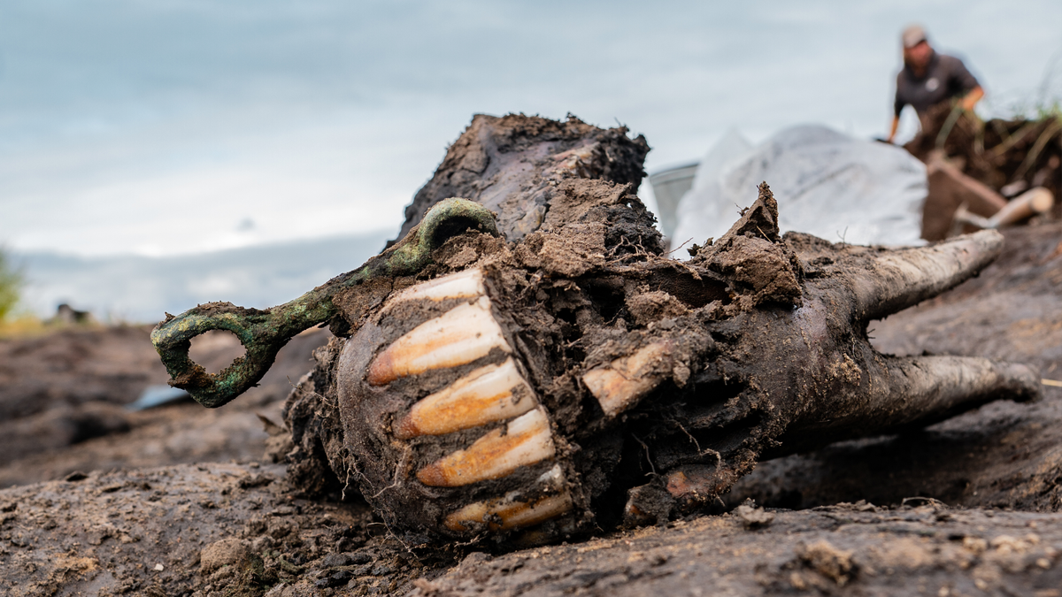 A skeletonized horse&#039;s mouth appears in the middle of the image, its top teeth showing. Archaeologists work in the background.