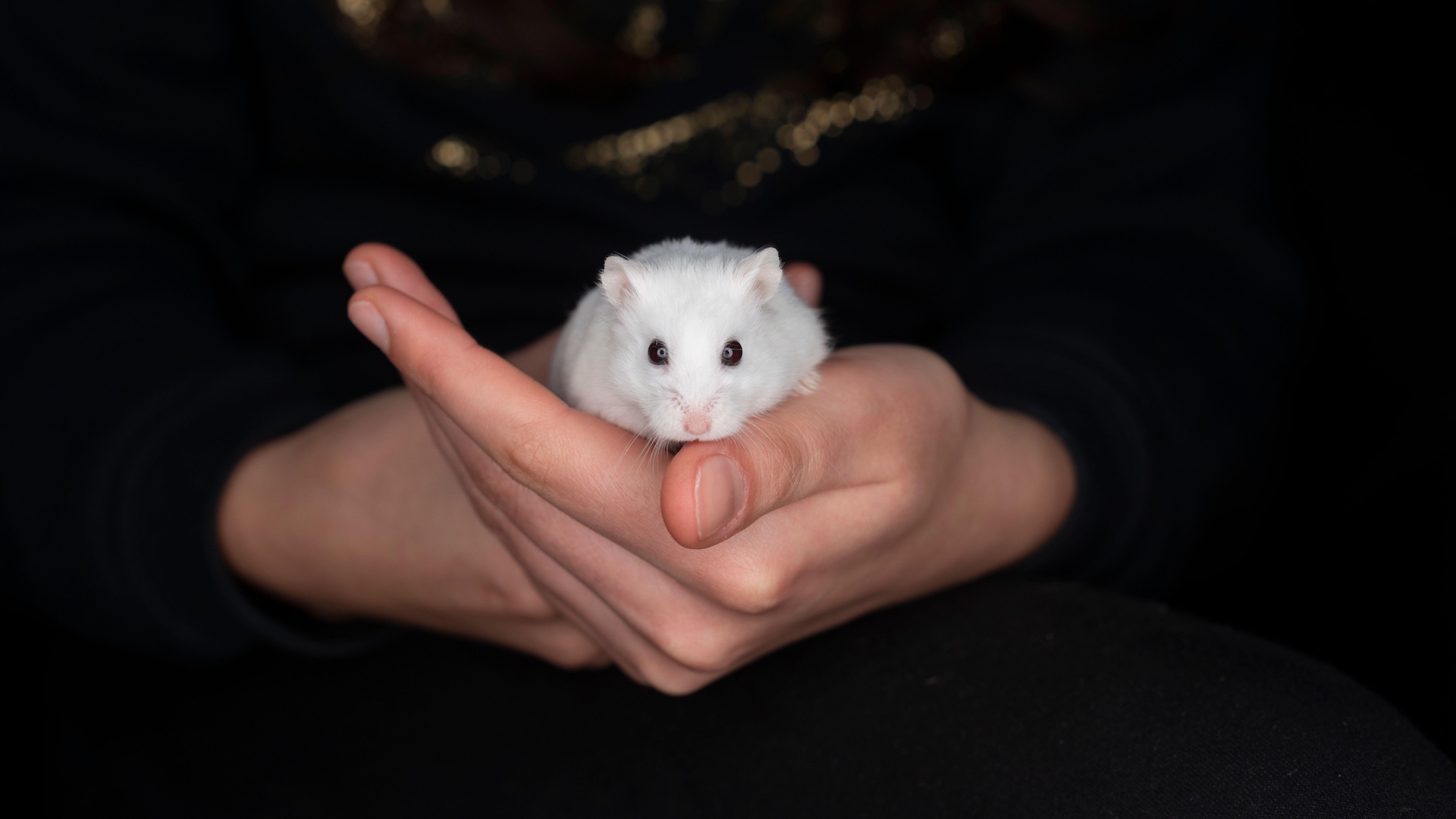 Winter white dwarf hamster