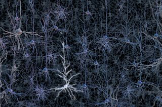 An activated neuron in a tangle of neurons.