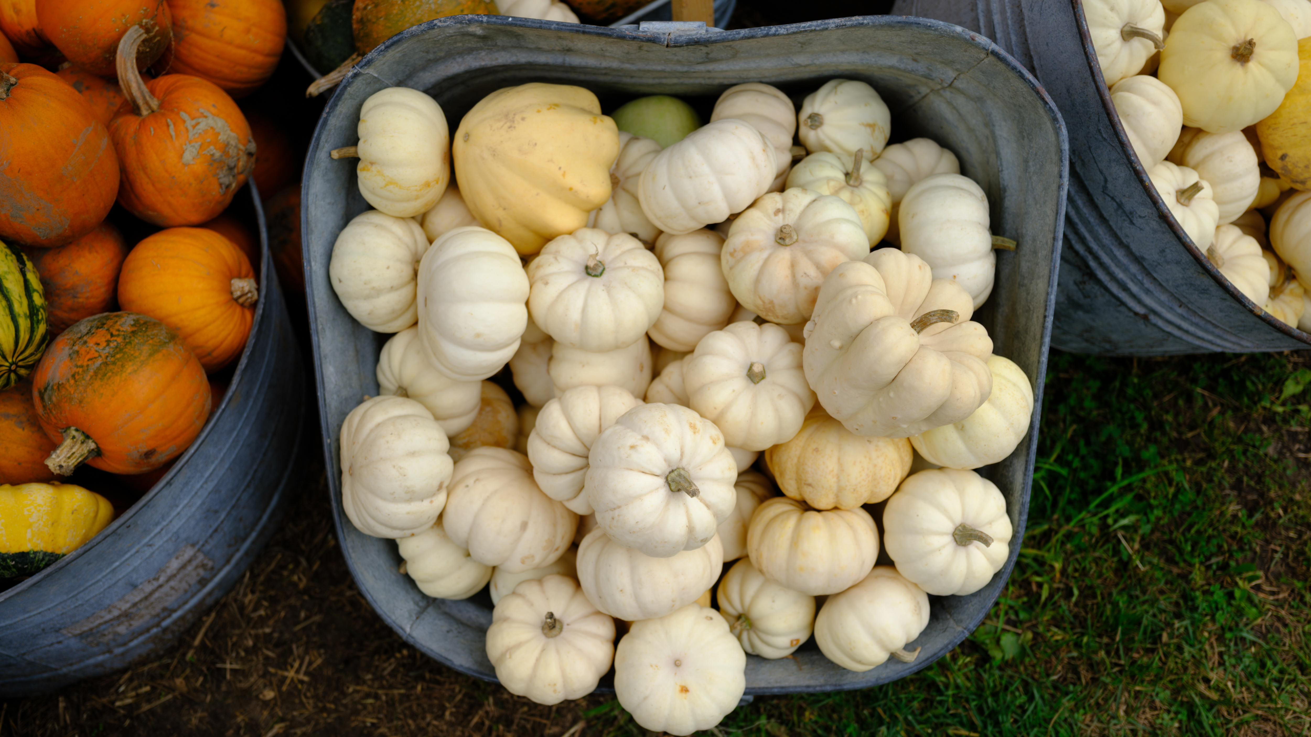 Fall photos taken with the Fujifilm GFX100RF