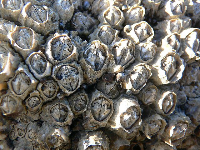 barnacles