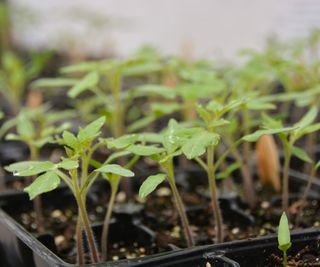 A module tray of tomato seedlings ready to be potted up