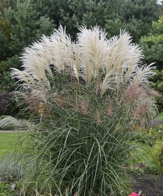 Miscanthus ‘Encore’ tall group of grasses