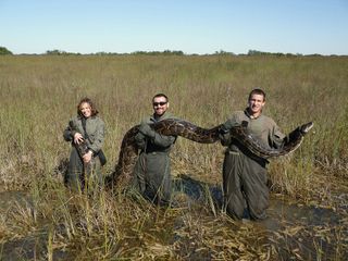 Big Burmese python