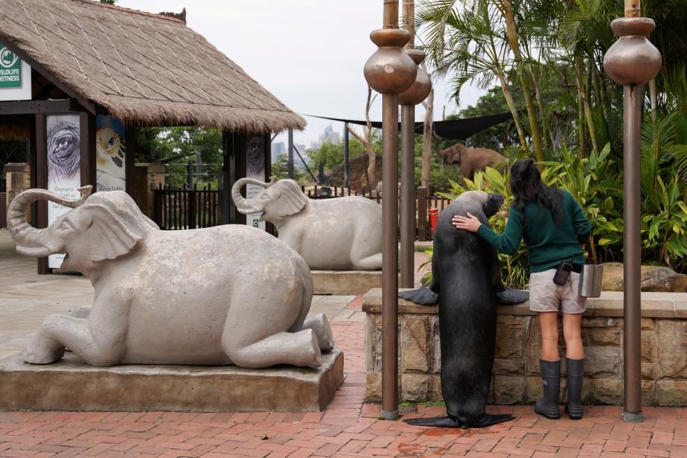 A sea lion and a friend.