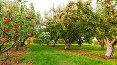 Fruit trees growing in an orchard