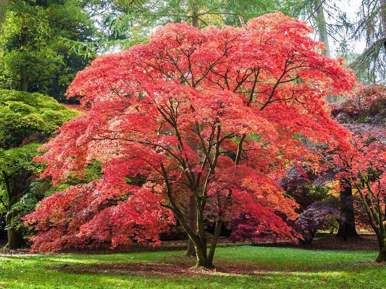 Red, orange and brown leaves adorn this Japanese Maple at Westonbirt , the National Arboretum. The tree sits in a park surrounded by coppery acers, beech and pine trees.