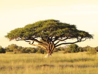 An acacia tree on the Serengeti Plain.