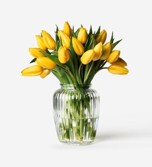 Canary Dutch Tulip
