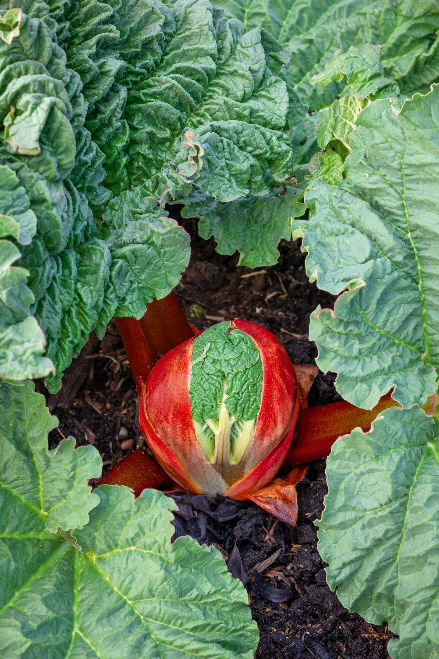 Emerging Rhubarb 'Victoria'