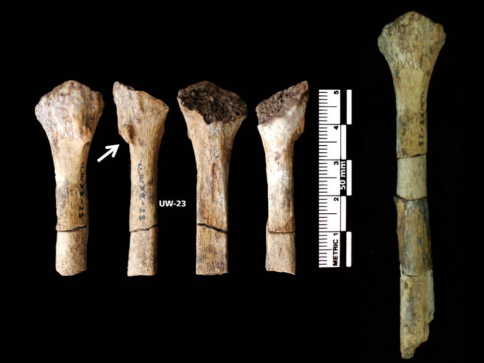 bones of a female Au. sediba skeleton