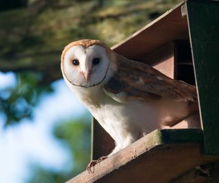 barn owl in nesting box