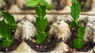 Propagation of Christmas Cactus in egg carton