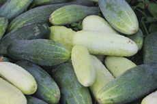 Pile Of Cucumbers Of Different Shades Of Green